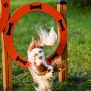 Miniaturka Agility Double Hoop Jump (9)